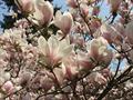 saucer magnolia
